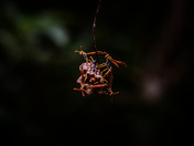 Virgin Islands National Park