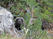 Beartooth Hwy Shoshone National Forest