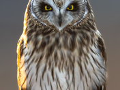 Stare Down