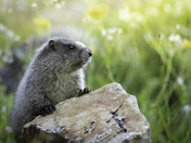 Marmot in the Alpine