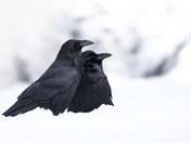 Raven Couple