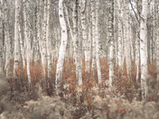 Among the Birch