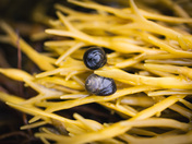 life in the seaweed