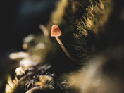 Life in the moss