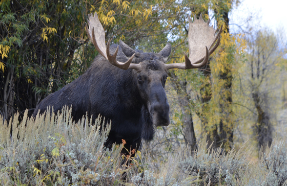 Grand Teton National Park