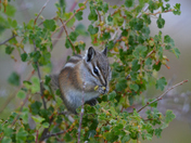 Shoshone National Forest