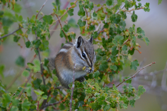 Shoshone National Forest