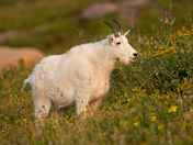 Glacier National Park