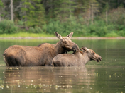 Glacier National Park