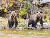 First Year Grizzly Twin Cubs