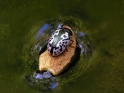 Big Piney River National Forest