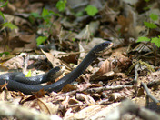 Piney River National Forest