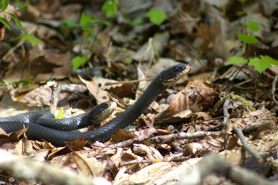 Piney River National Forest