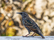 European Starling