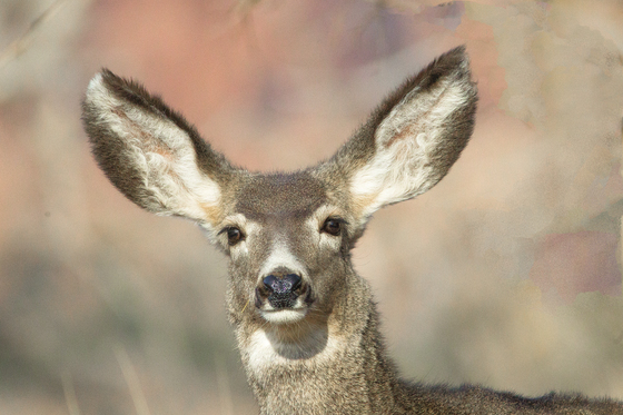 Zion National Park