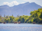 Tonto National Forest