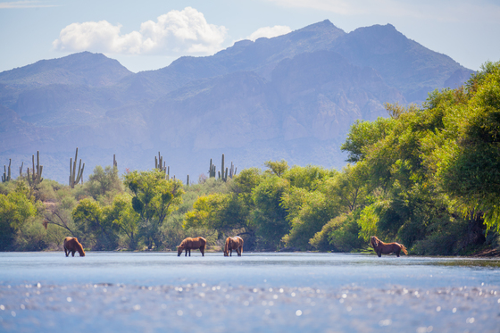 Tonto National Forest