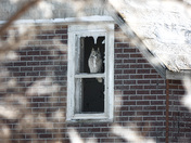 Resting great horned owl 
