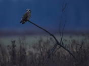 Short-eared owls 