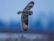 Short-eared owls 