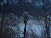 Short-eared owls 