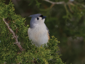 Tufted titmouse 