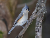 Tufted titmouse 