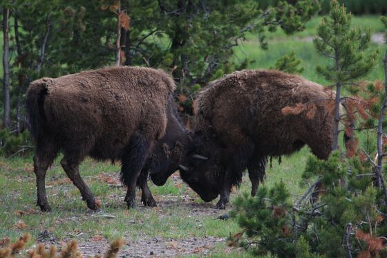 Yellowstone National Park