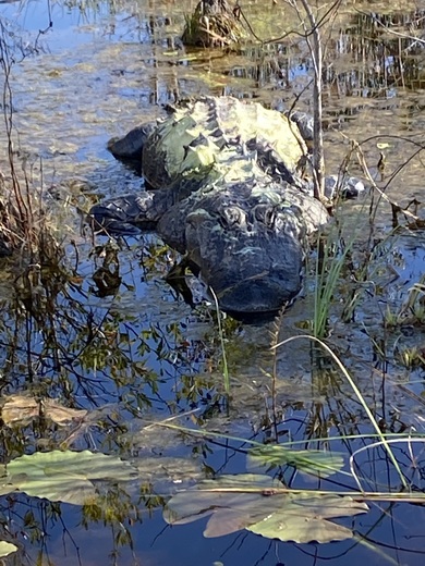 Okefenokee Swamp
