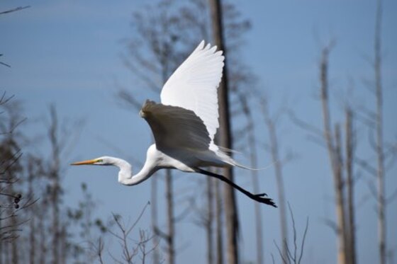 Okefenokee Swamp