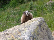 Okanogan-Wenatchee National Forest