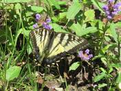 Voyageurs National Park 