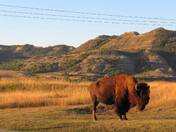 Theodore Roosevelt National Park 