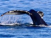 Glacier Bay National Park 