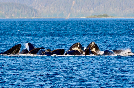 Glacier Bay National Park