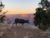 Grand Canyon National park