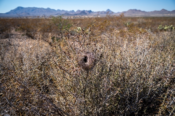 Big Bend National Park