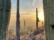 Saguaro National Park - Tucson Mountain District
