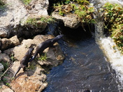 Ortona Locks South Campground