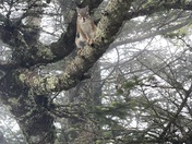 Great Smoky Mountains 