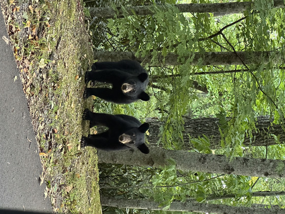 Blue Ridge Parkway