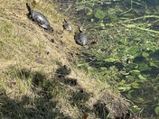 Voyageurs National Park