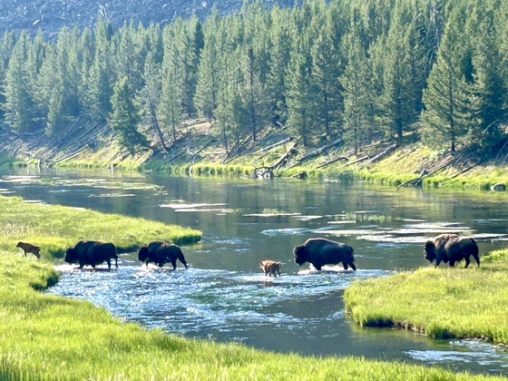 Yellowstone National Park