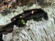 Pictured Rocks National Lakeshore