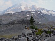 Mount Rainier National Park