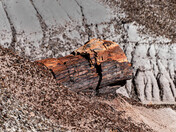 Petrified Forest National Park