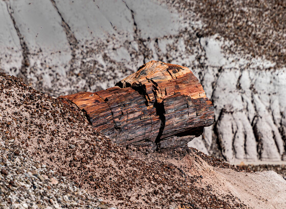 Petrified Forest National Park