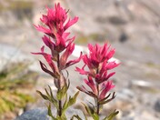 Mount Rainier National Park