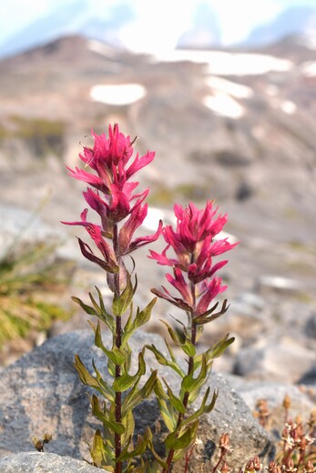 Mount Rainier National Park