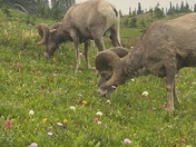 Glacier National Park